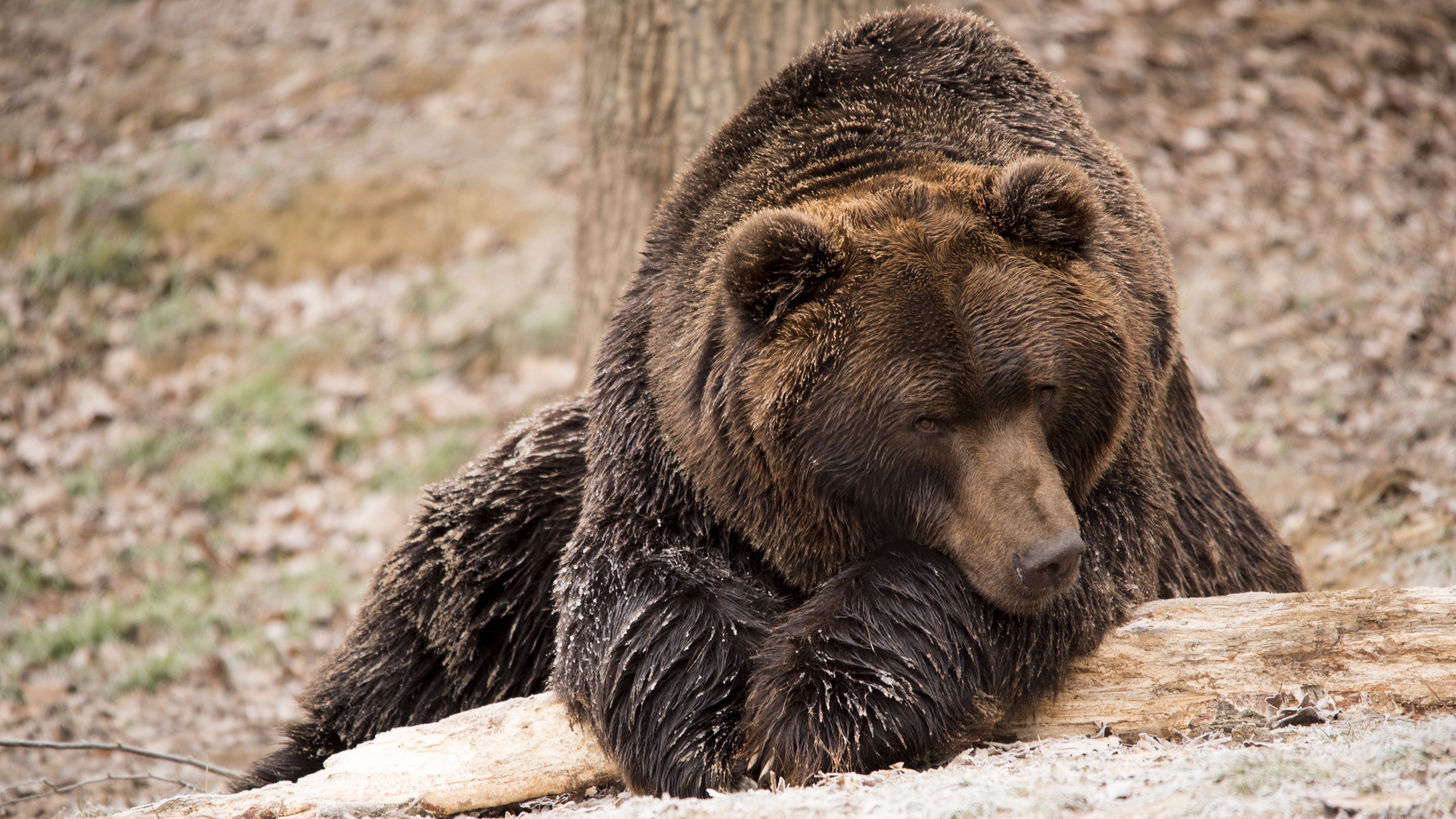 brown bear bear lies 4k 1542242971