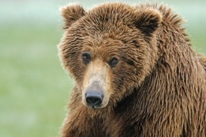 brown bear nose hair wet 4k 1542242285