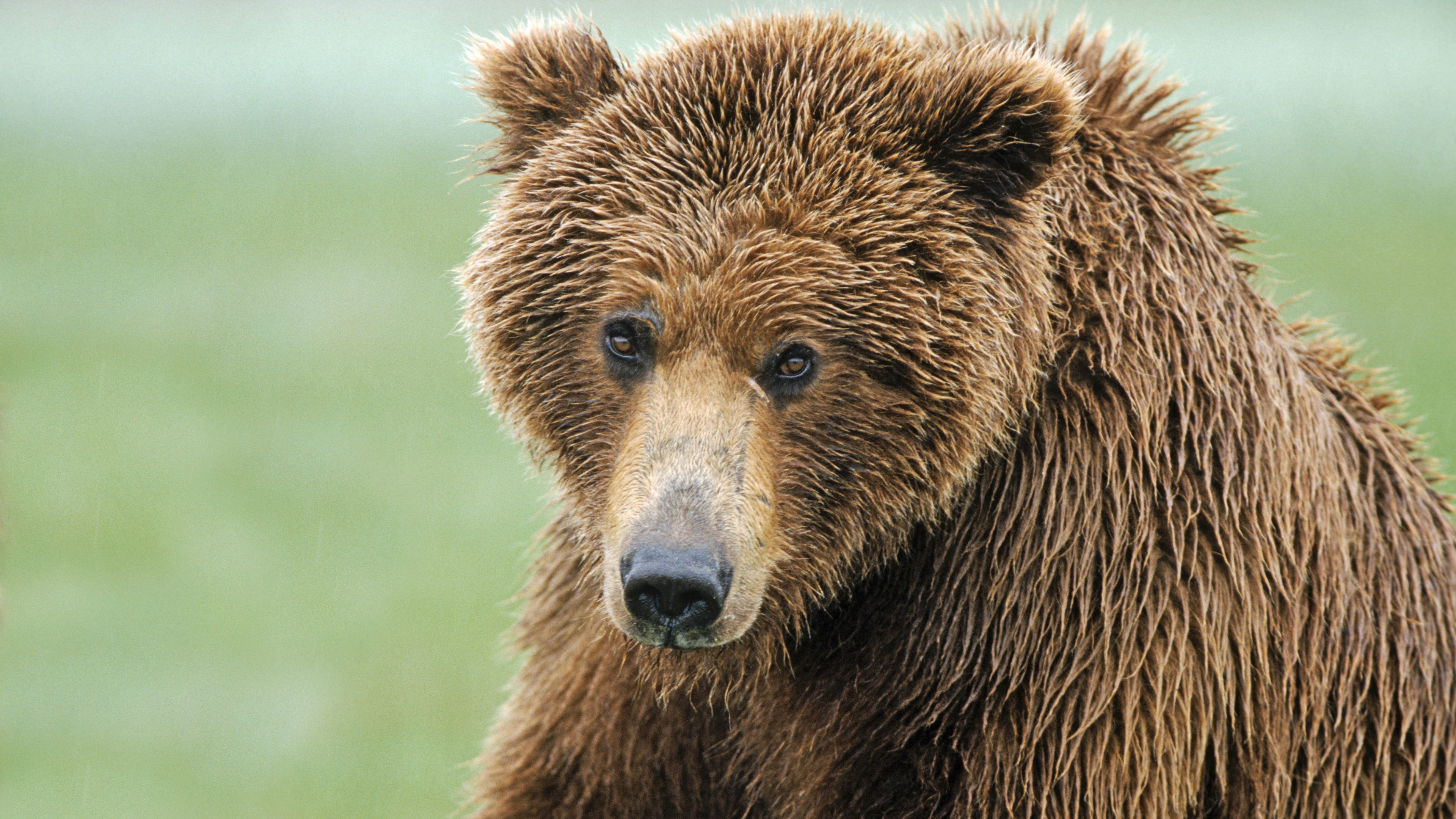 brown bear nose hair wet 4k 1542242285