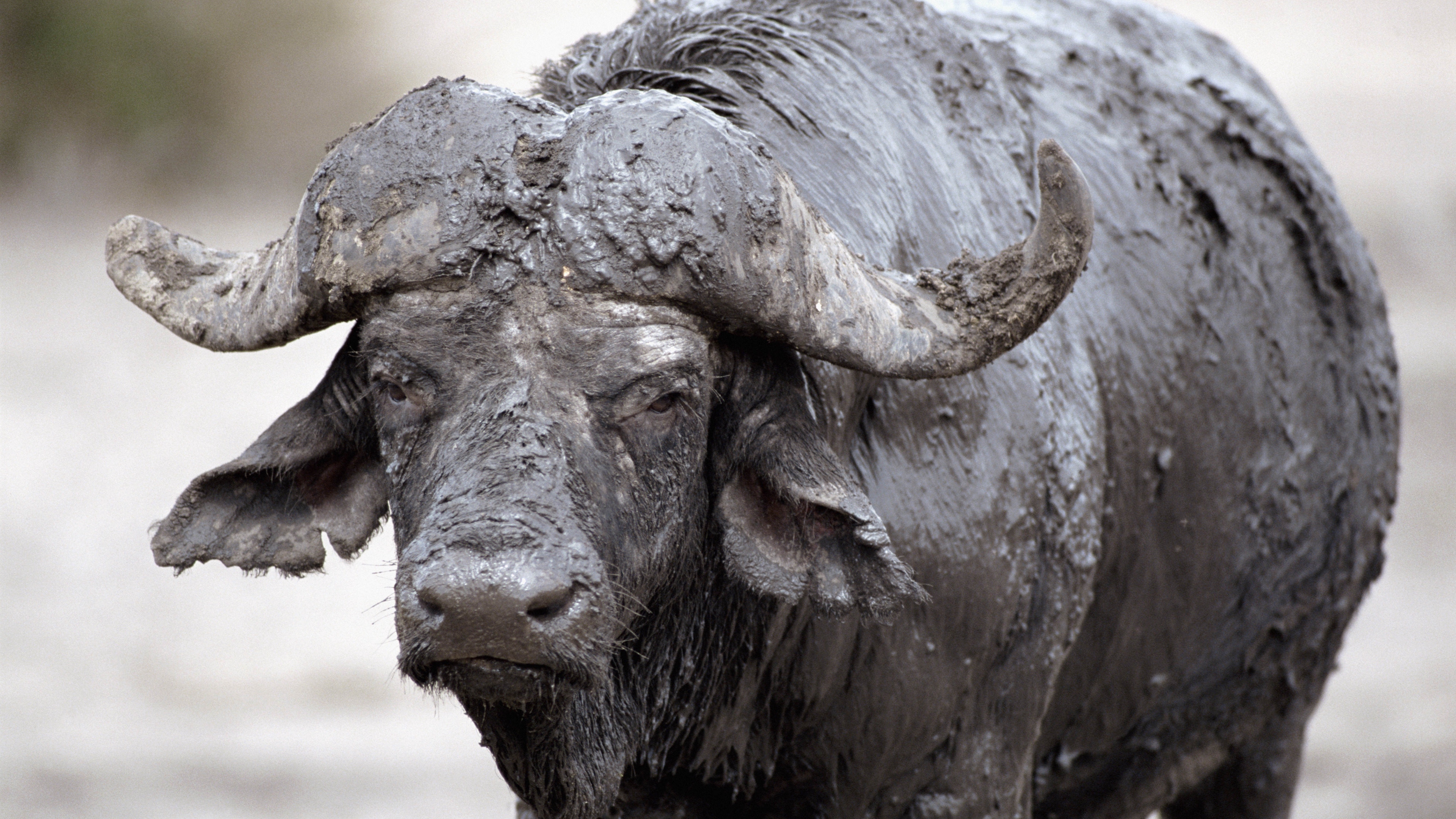 buffalo, mud, cooling 4k mud, cooling, buffalo