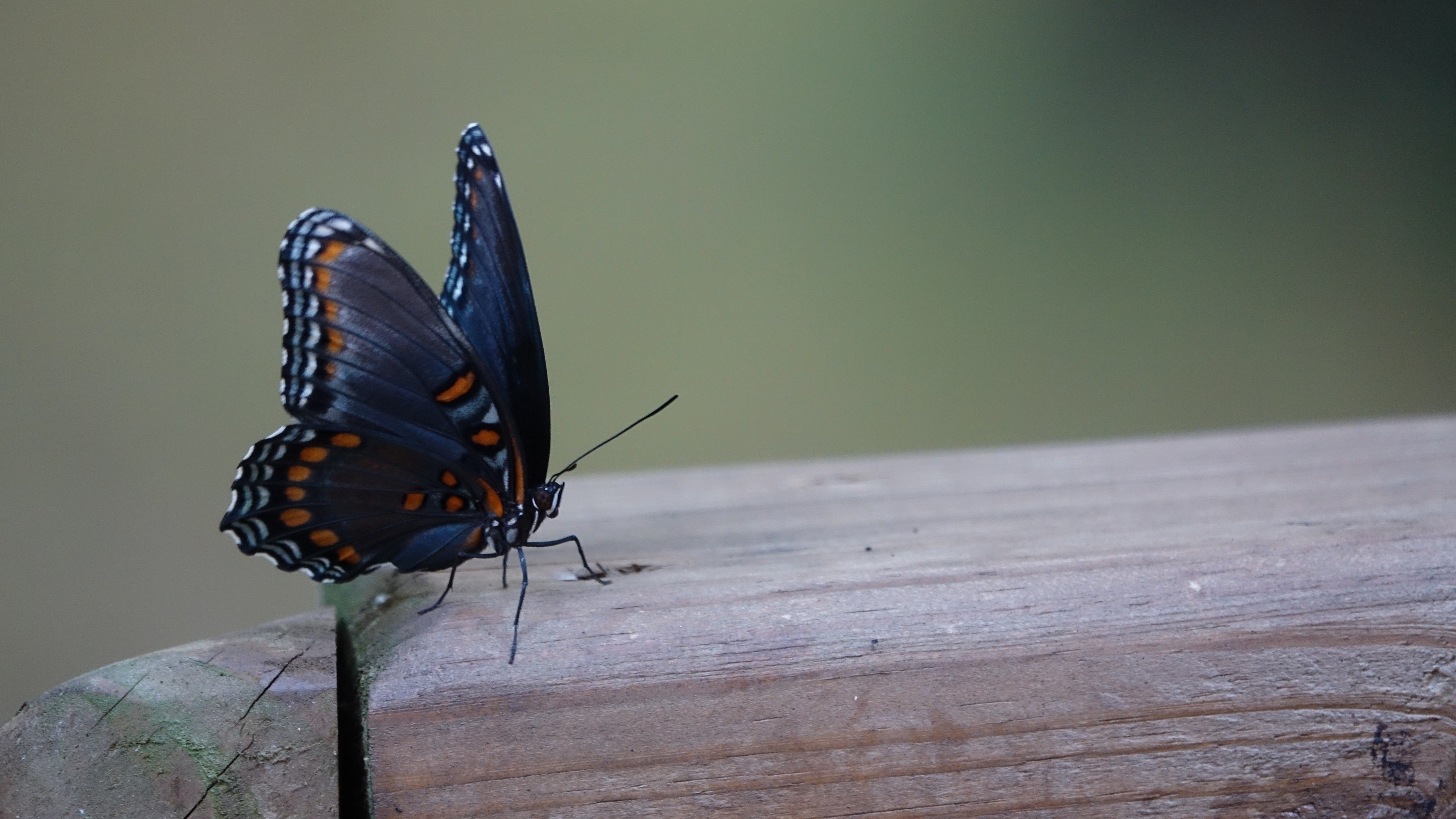 butterfly wings patterns insect 4k 1542241846