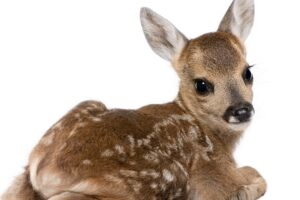 calf deer white background 4k 1542242207