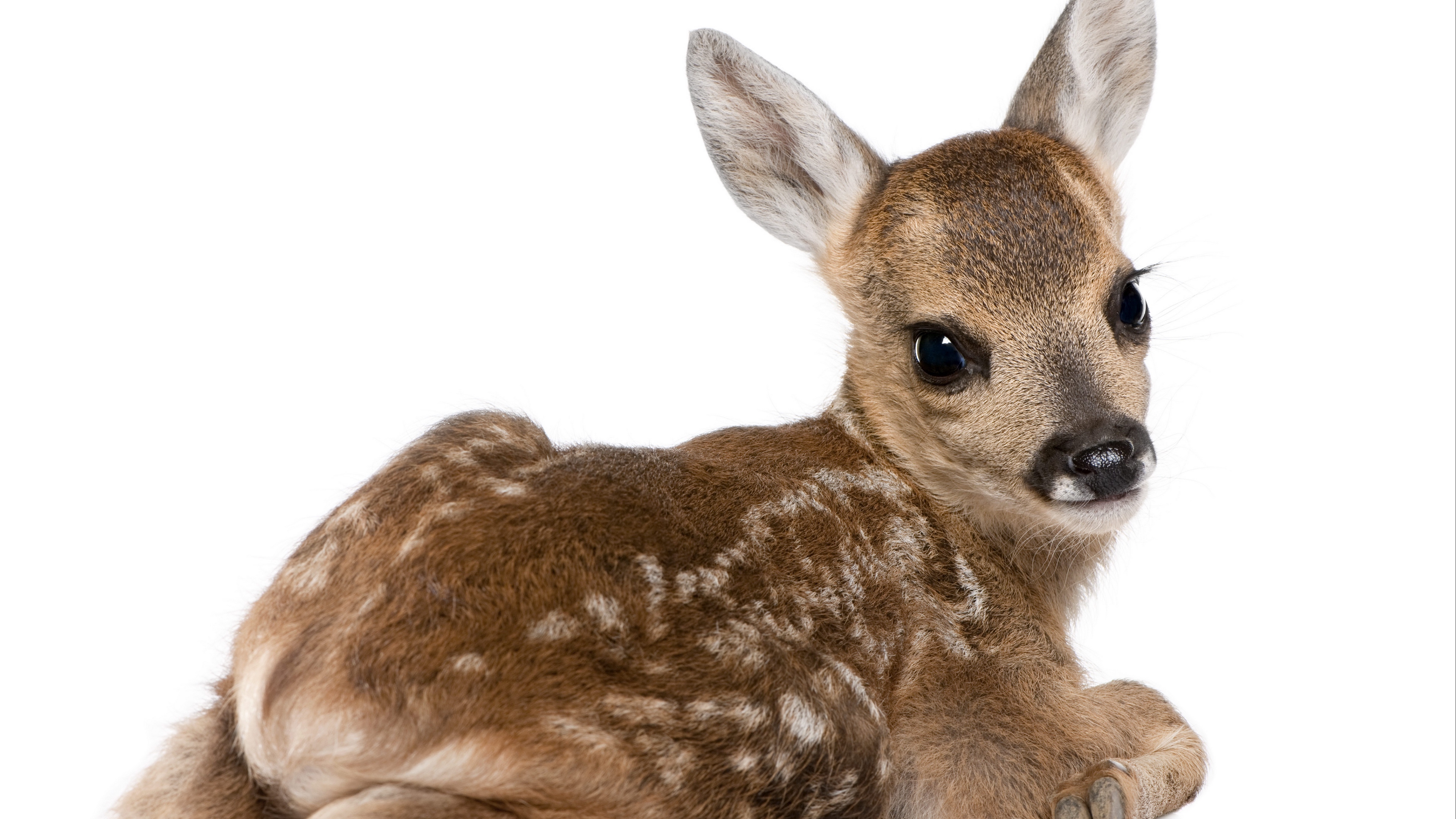 calf deer white background 4k 1542242207