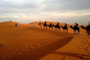 camels in caravan desert 4k 1542237817