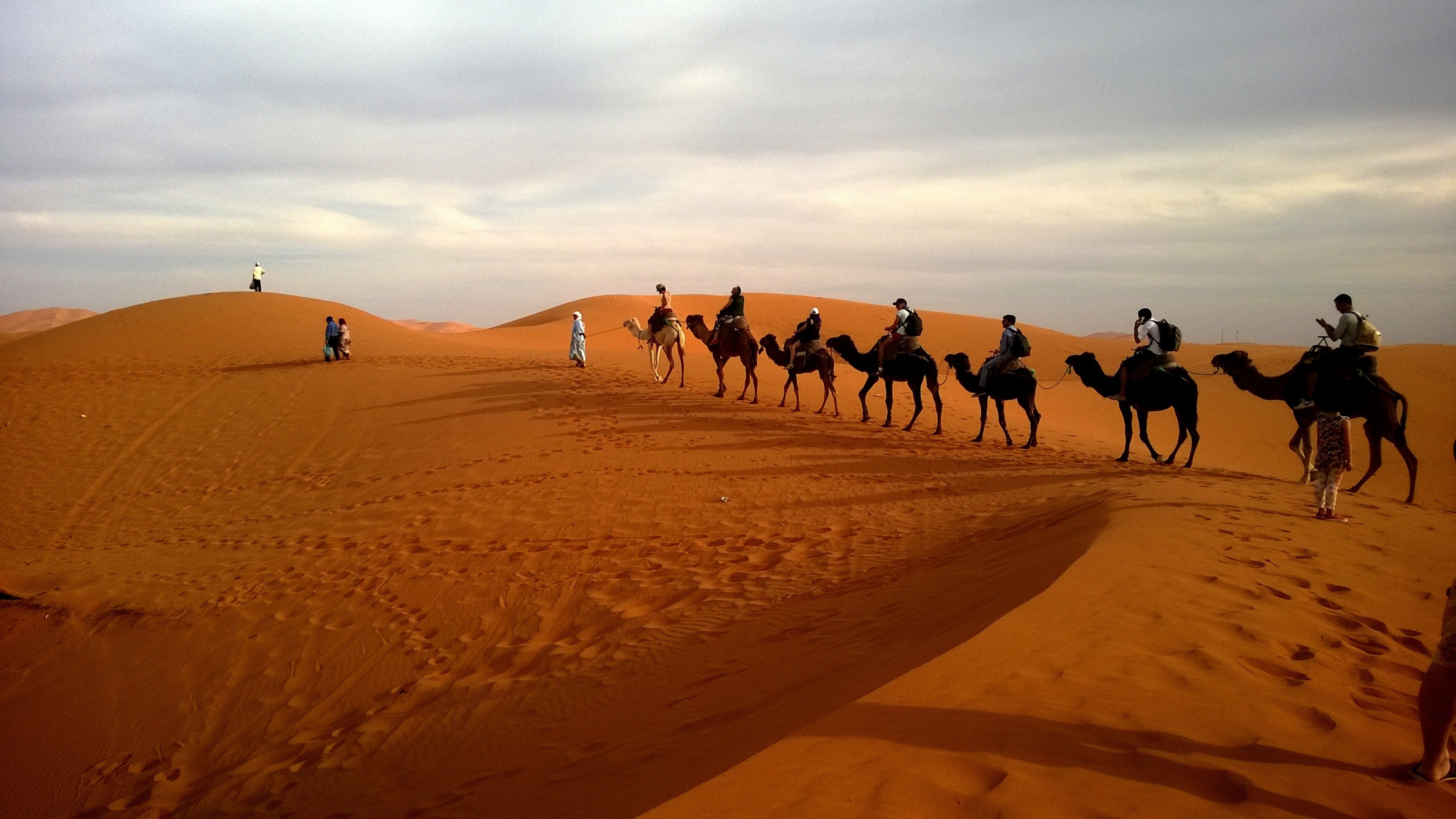 camels in caravan desert 4k 1542237817