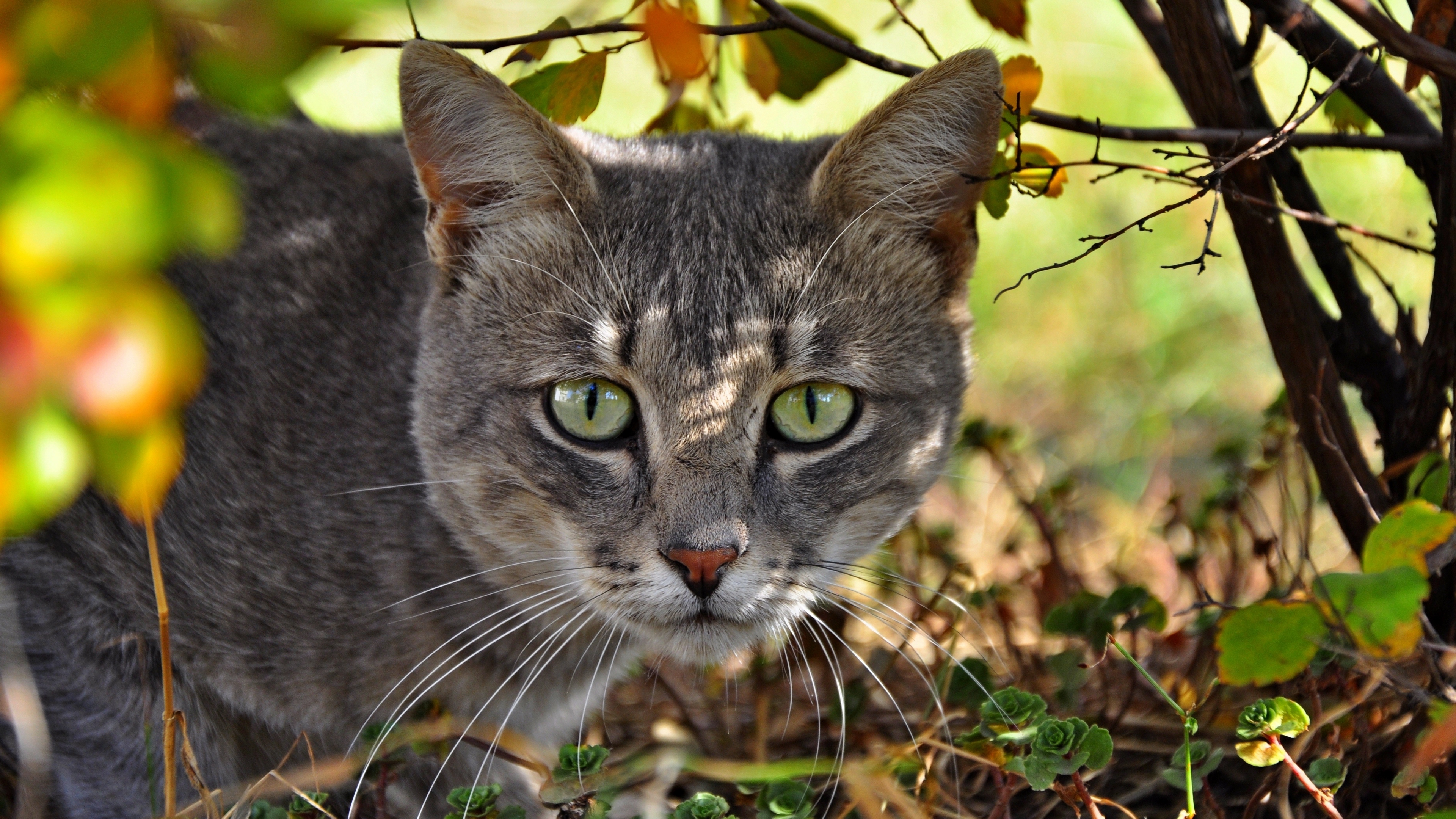 cat face grass climb 4k 1542241739