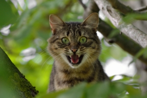 cat face scream tree 4k 1542242735