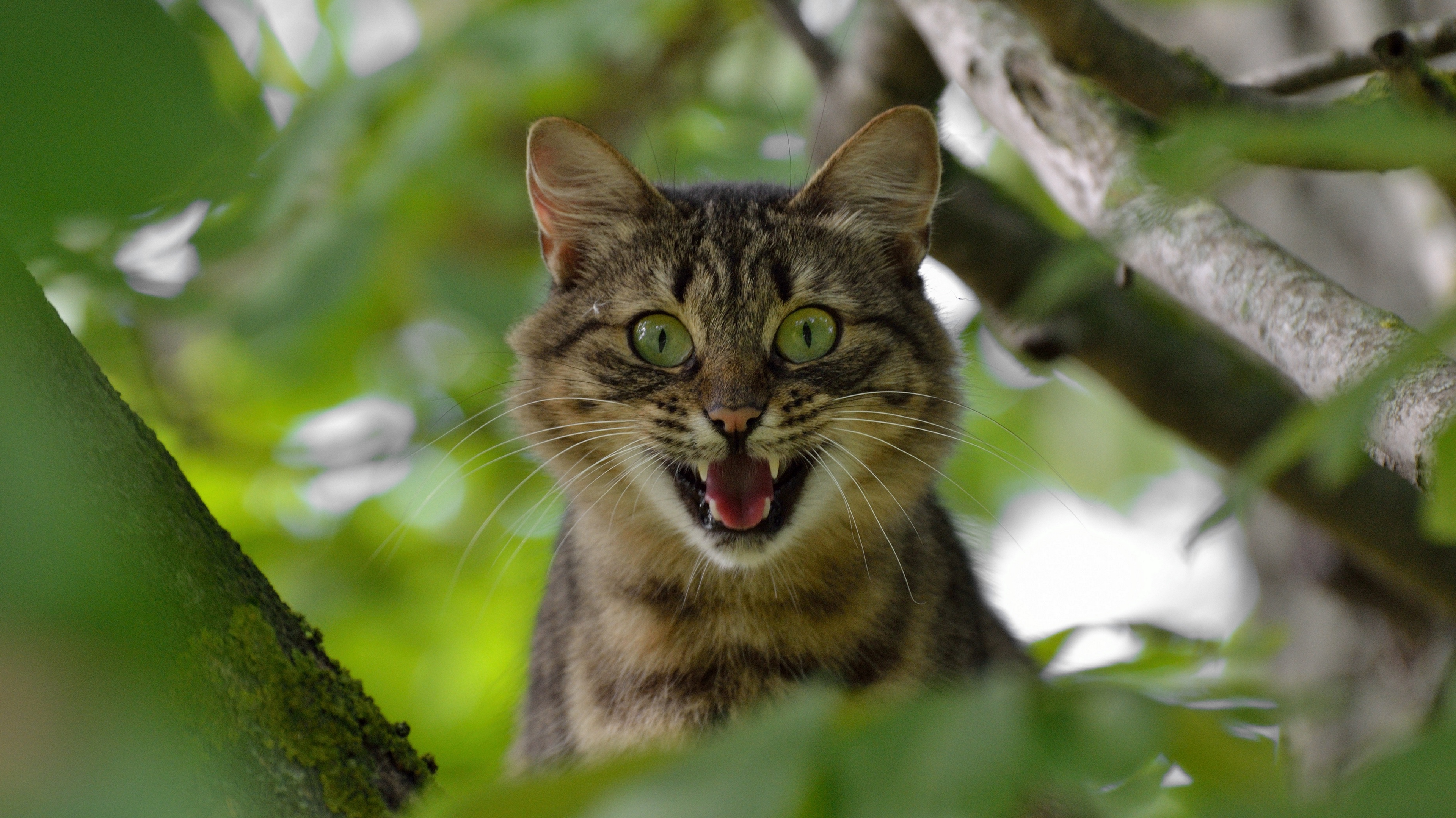 cat face scream tree 4k 1542242735