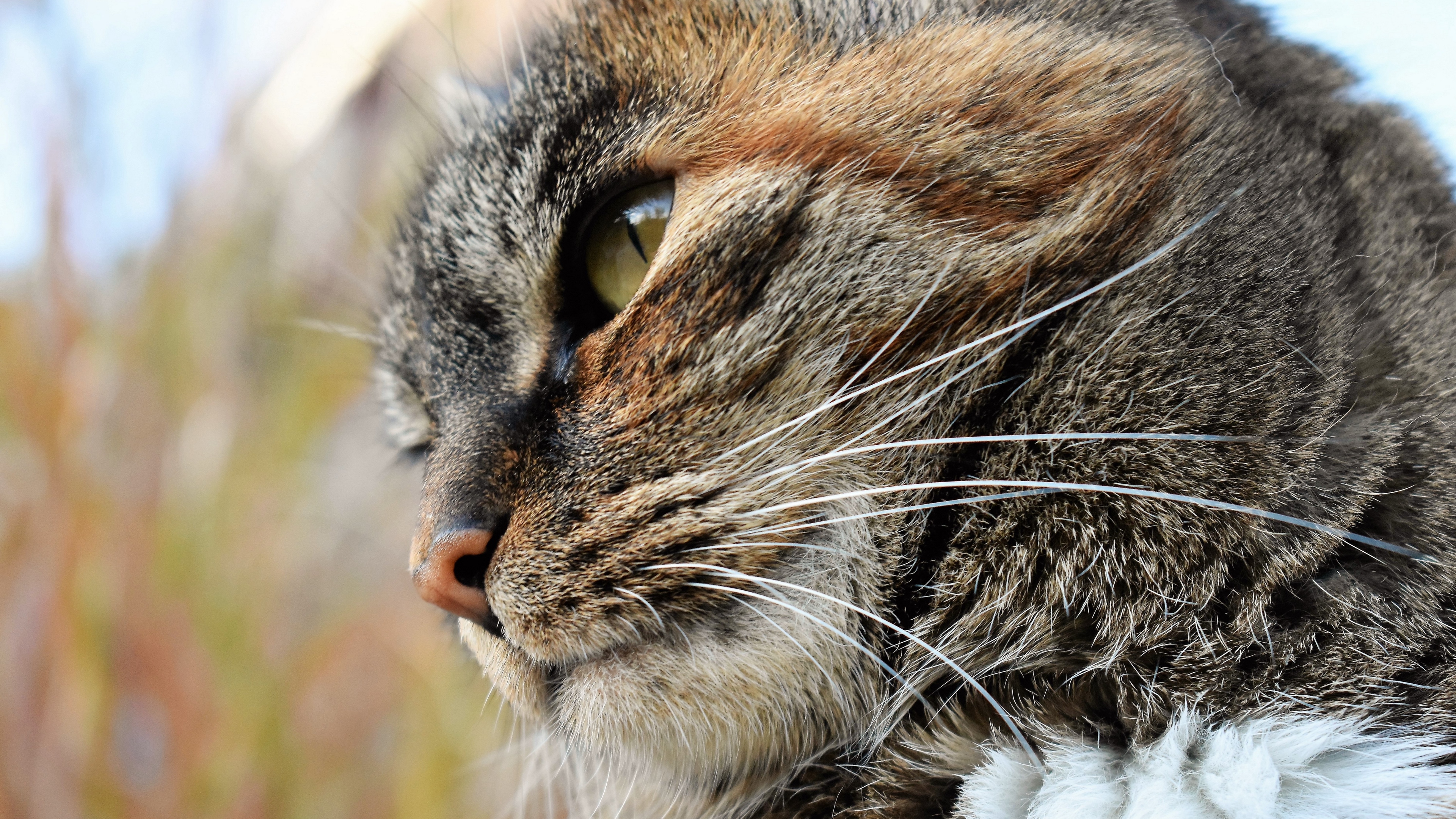 cat face striped view 4k 1542241849