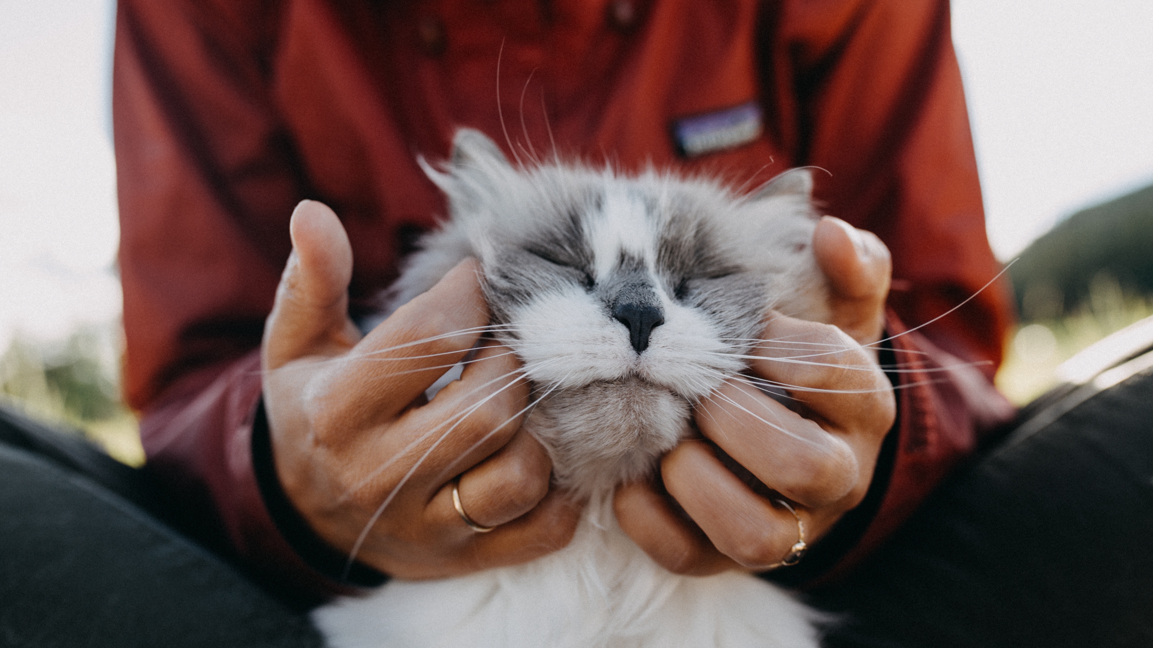 cat fluffy hands tenderness 4k 1542241499