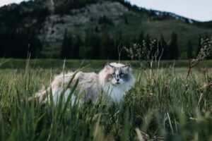 cat furry walk grass 4k 1542241403