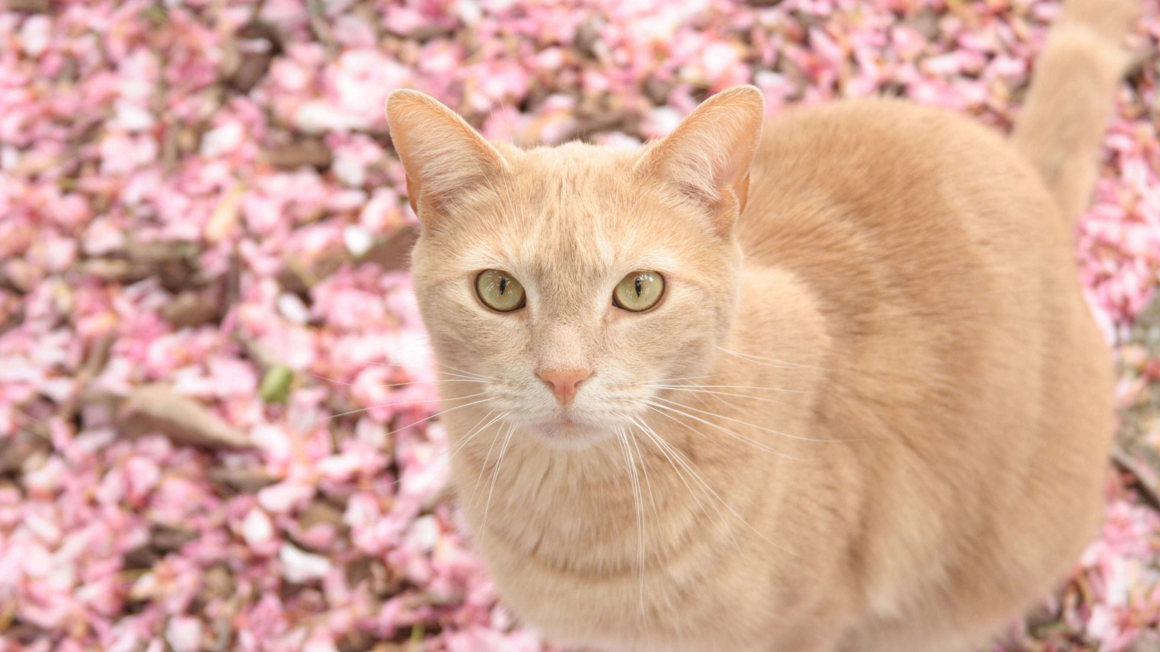 cat on pink flowers 4k 1542238036