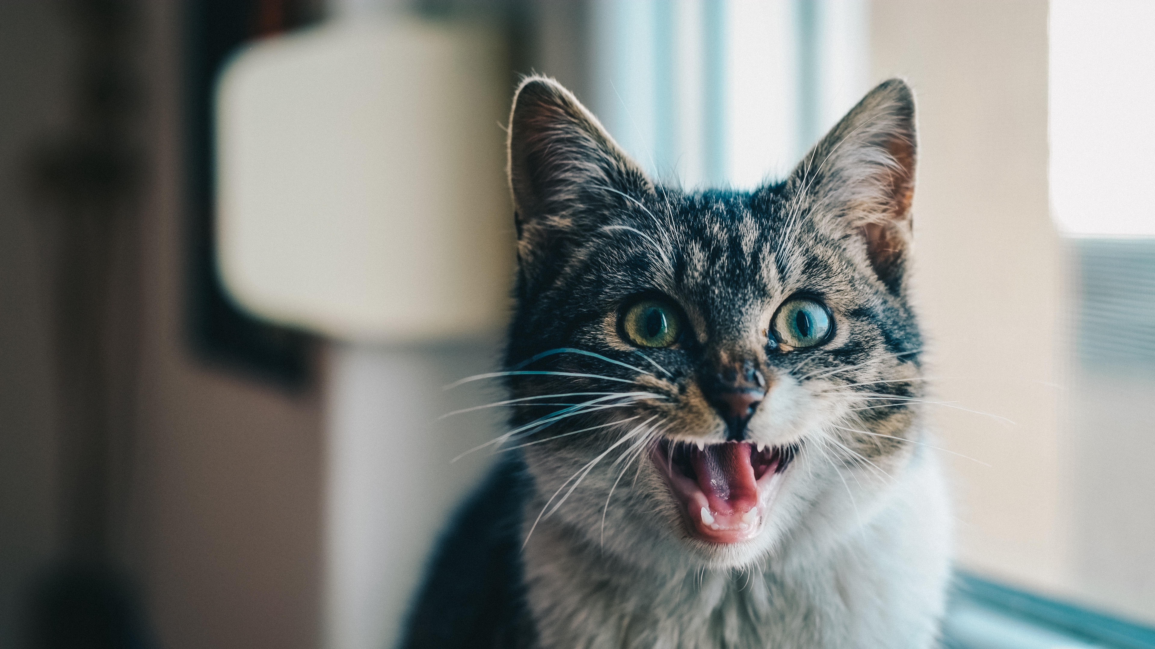 cat scream emotion 4k 1542241920