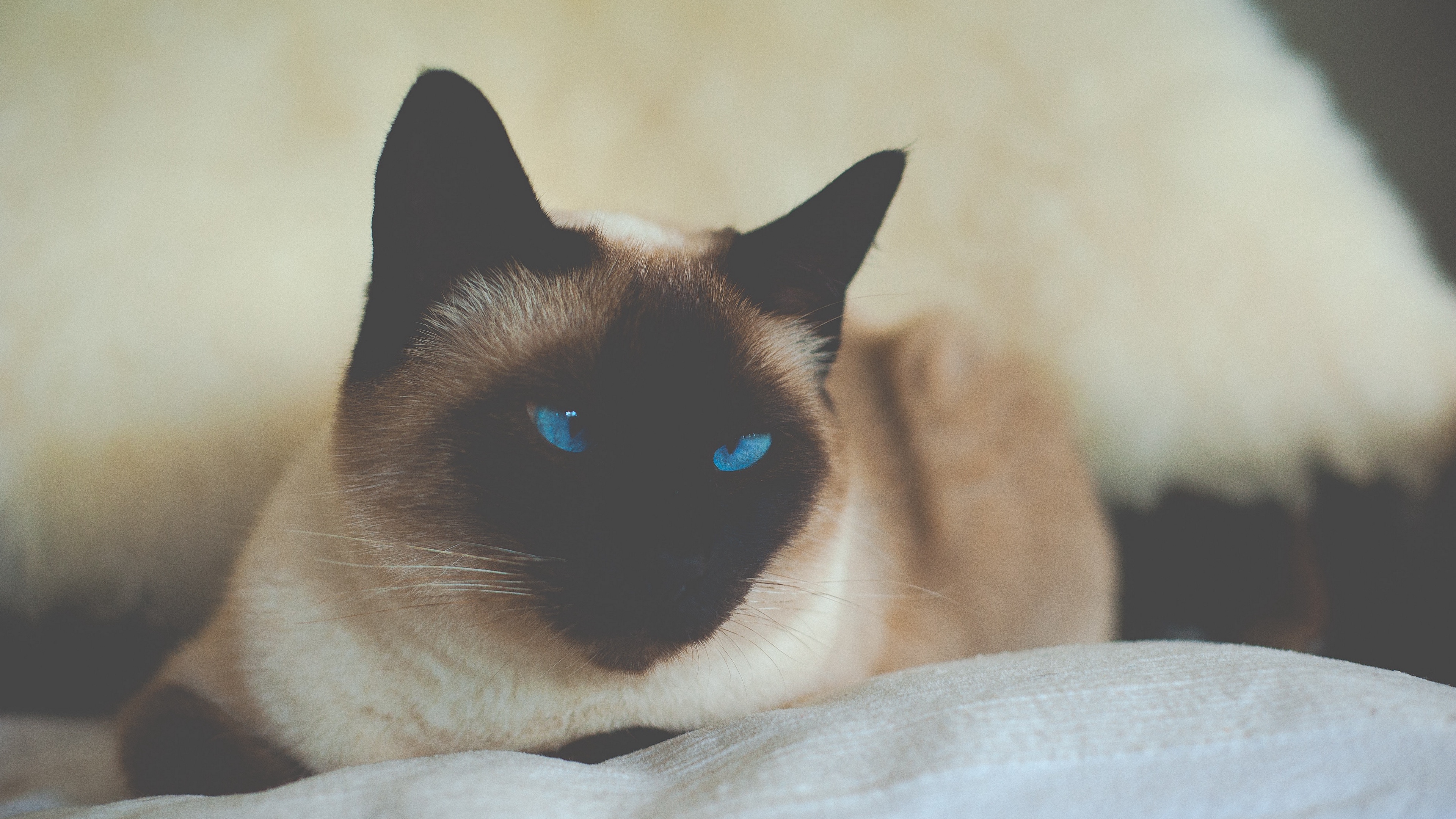 cat siamese blue eyed 4k 1542241401