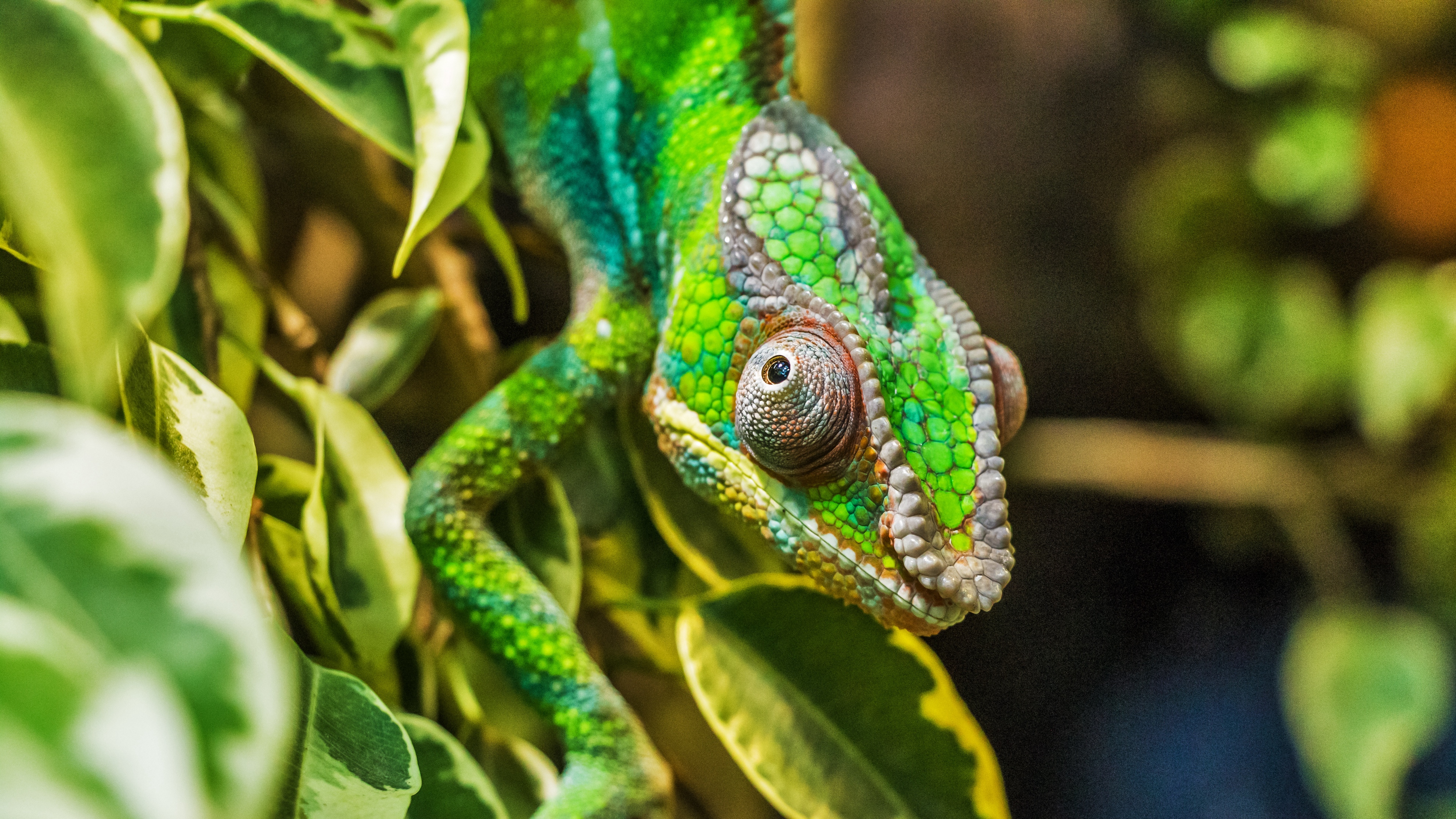 chameleon lizard reptile 4k 1542241505