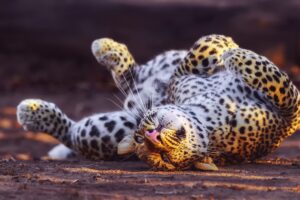 cheetah in playful mood 4k 1542238058