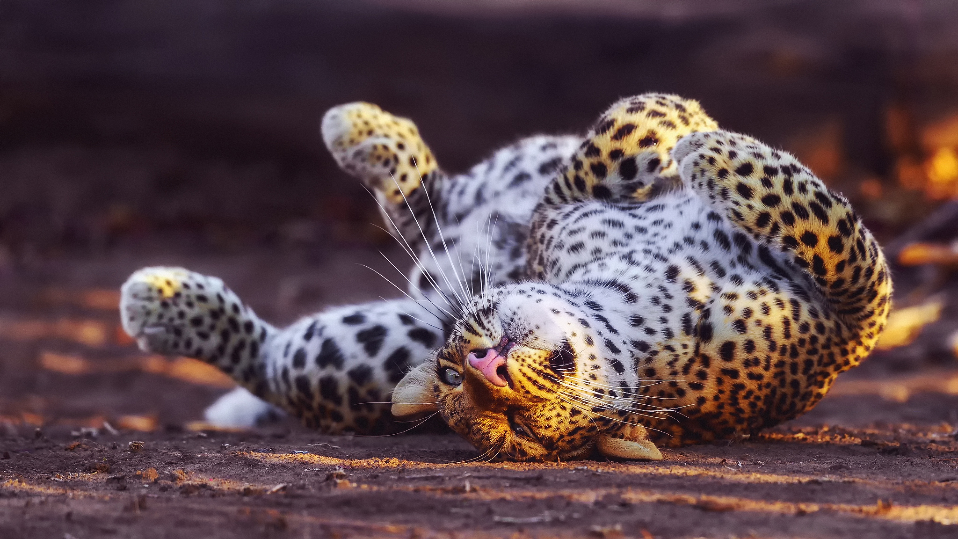 cheetah in playful mood 4k 1542238058