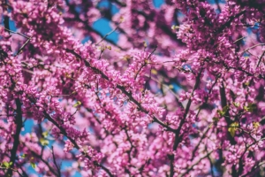 cherry tree flowers flowering spring 4k 1541114434