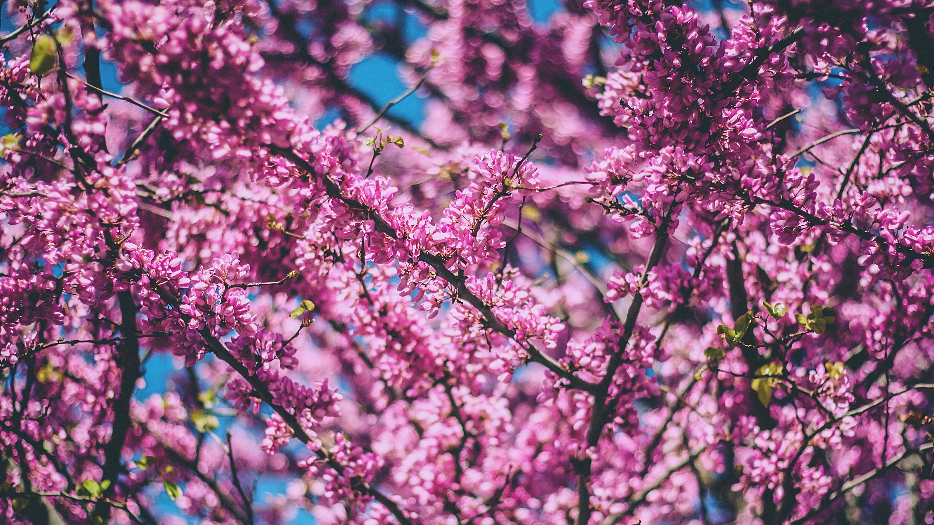 cherry tree flowers flowering spring 4k 1541114434