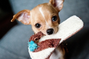 chihuahua puppies 1542237653