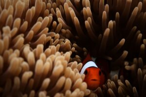 clownfish sea 4k 1542239627