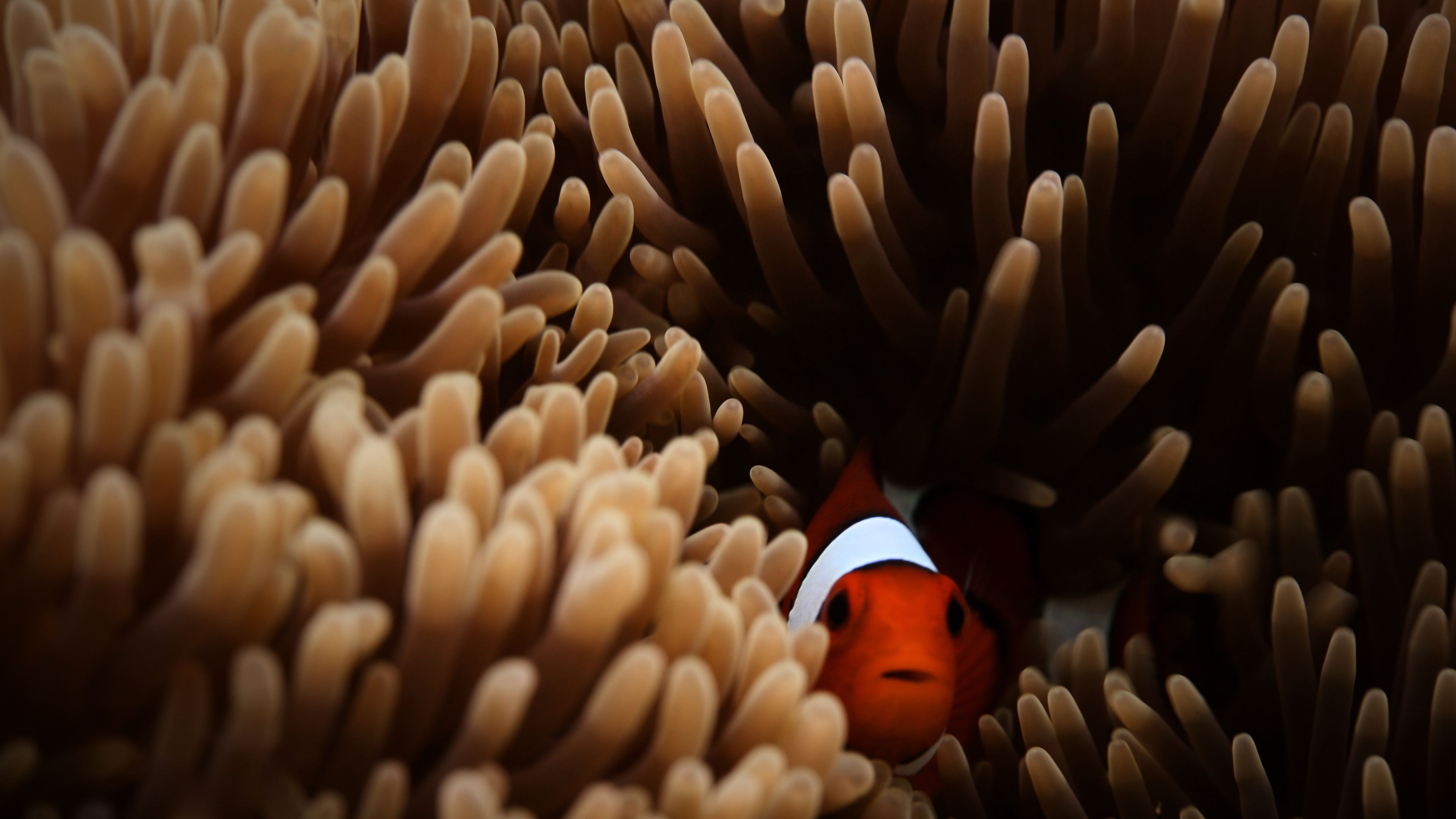 Clownfish 4K wallpapers for your desktop or mobile screen free and easy to  download