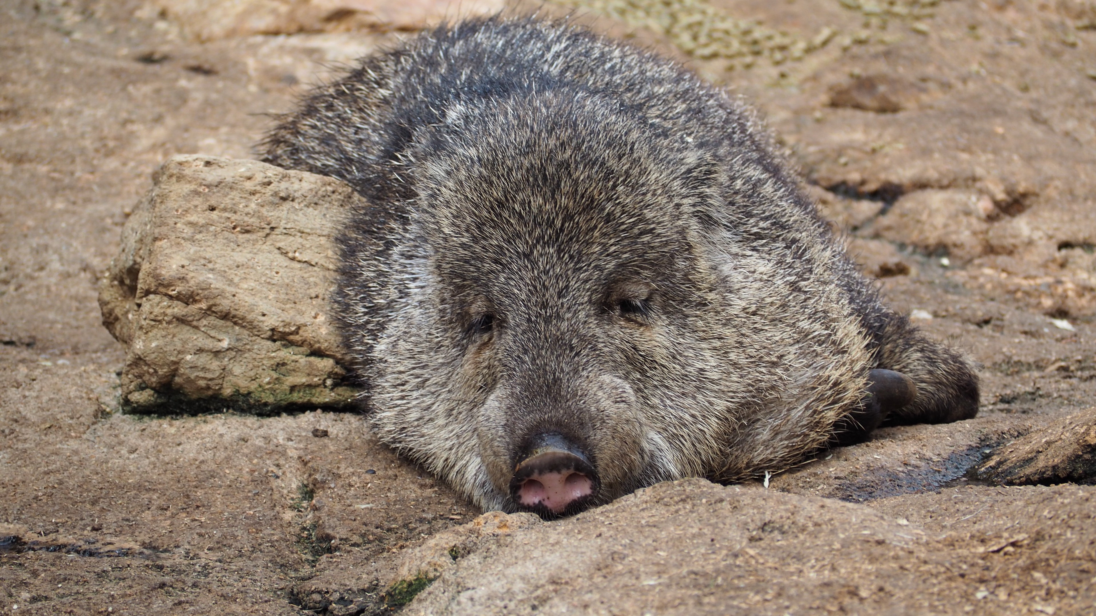 collared peccary pecari pig wild 4k 1542242905