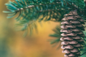 cone spruce blur 4k 1541116615