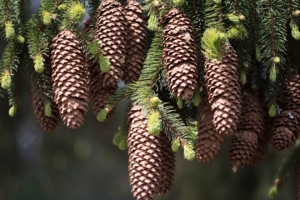 cones fir pine needles thorns twigs 4k 1541116152