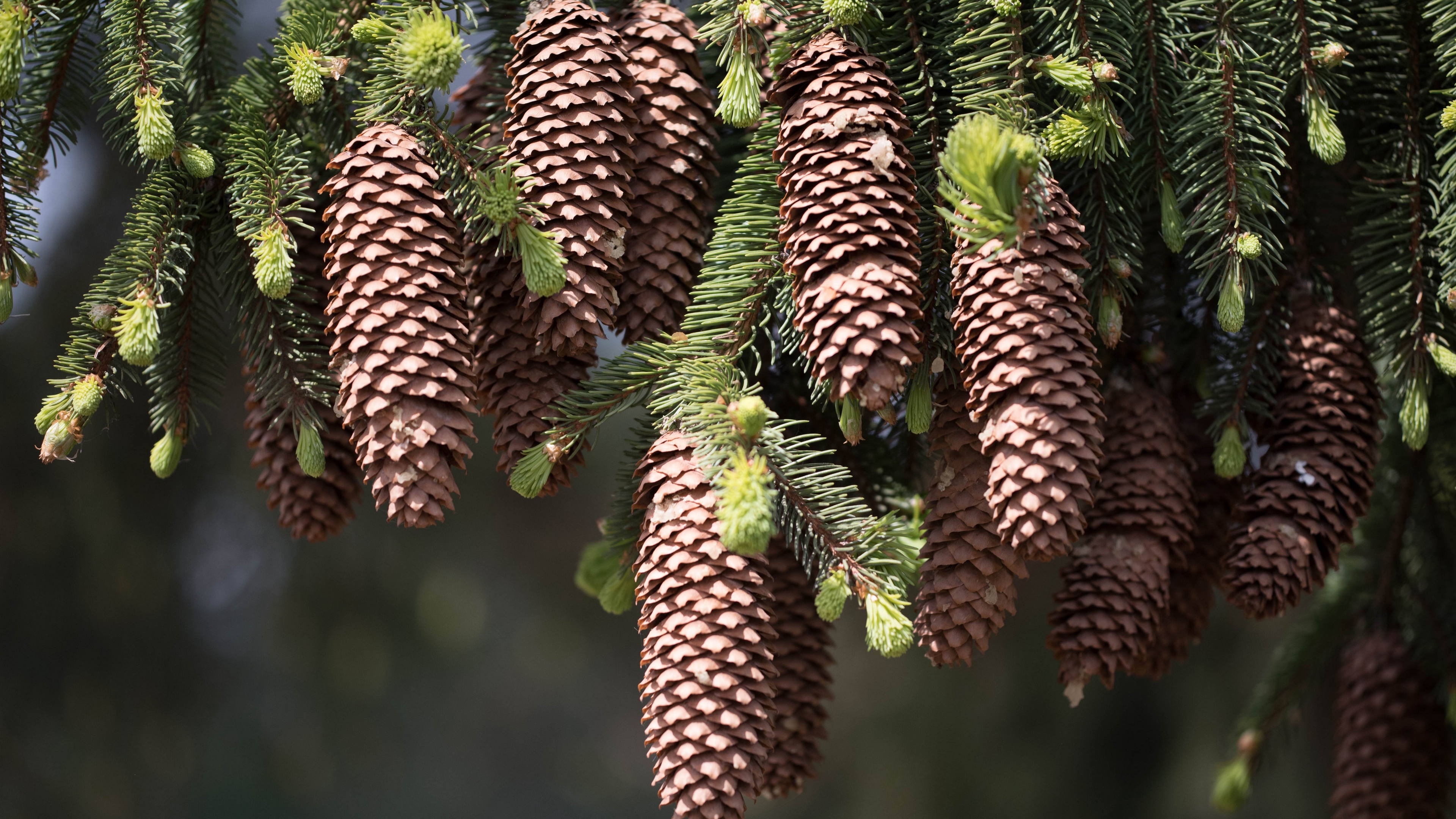 cones fir pine needles thorns twigs 4k 1541116152