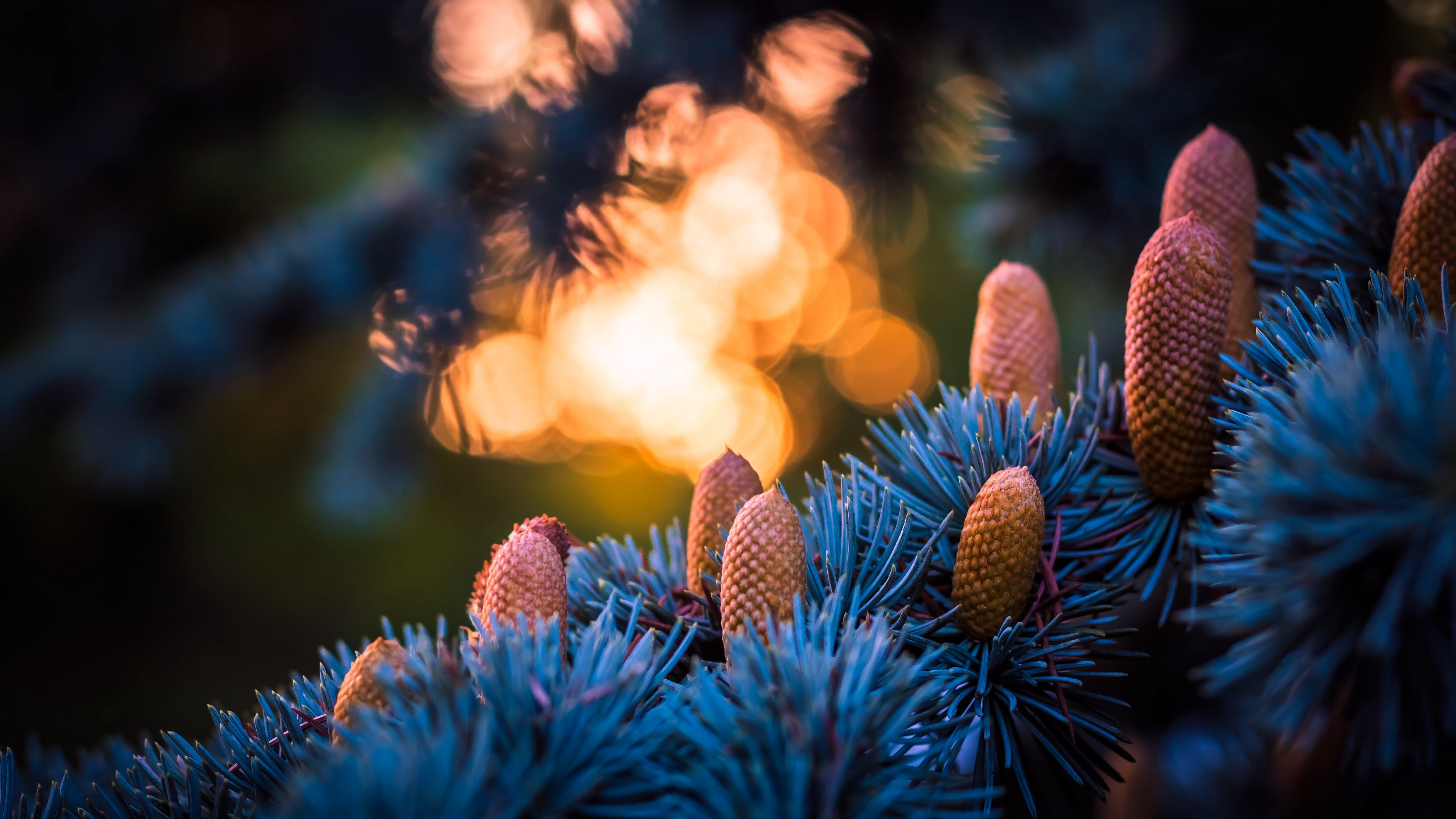 cones spruce glare bokeh 4k 1541115584