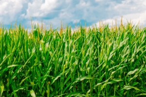 corn field summer farm 4k 1541117133