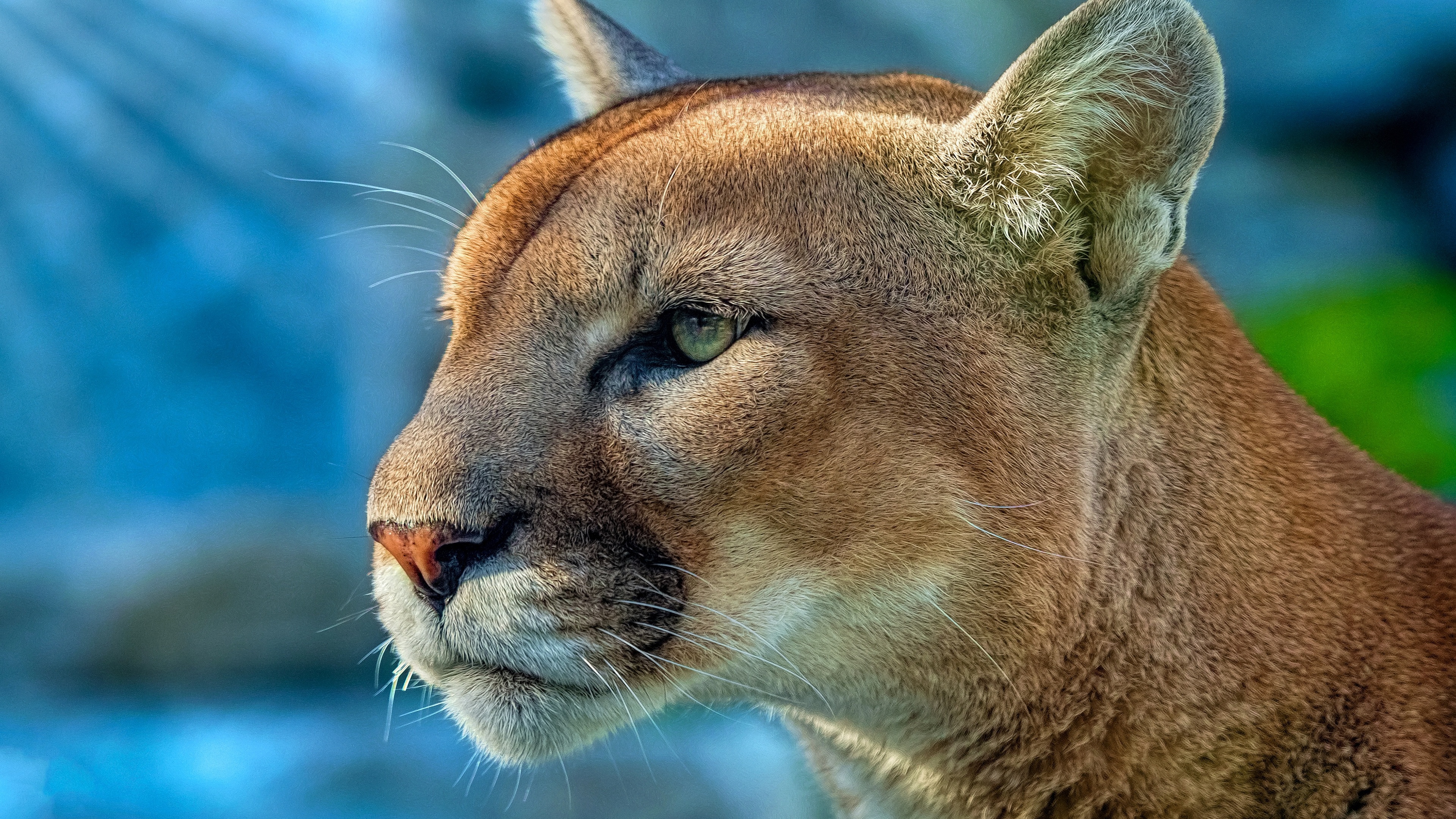 Cougar Wallpaper On The Desktop Background A Picture Of A Mountain Lion  Background Image And Wallpaper for Free Download