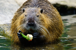 coypu paprika food water 4k 1542242903