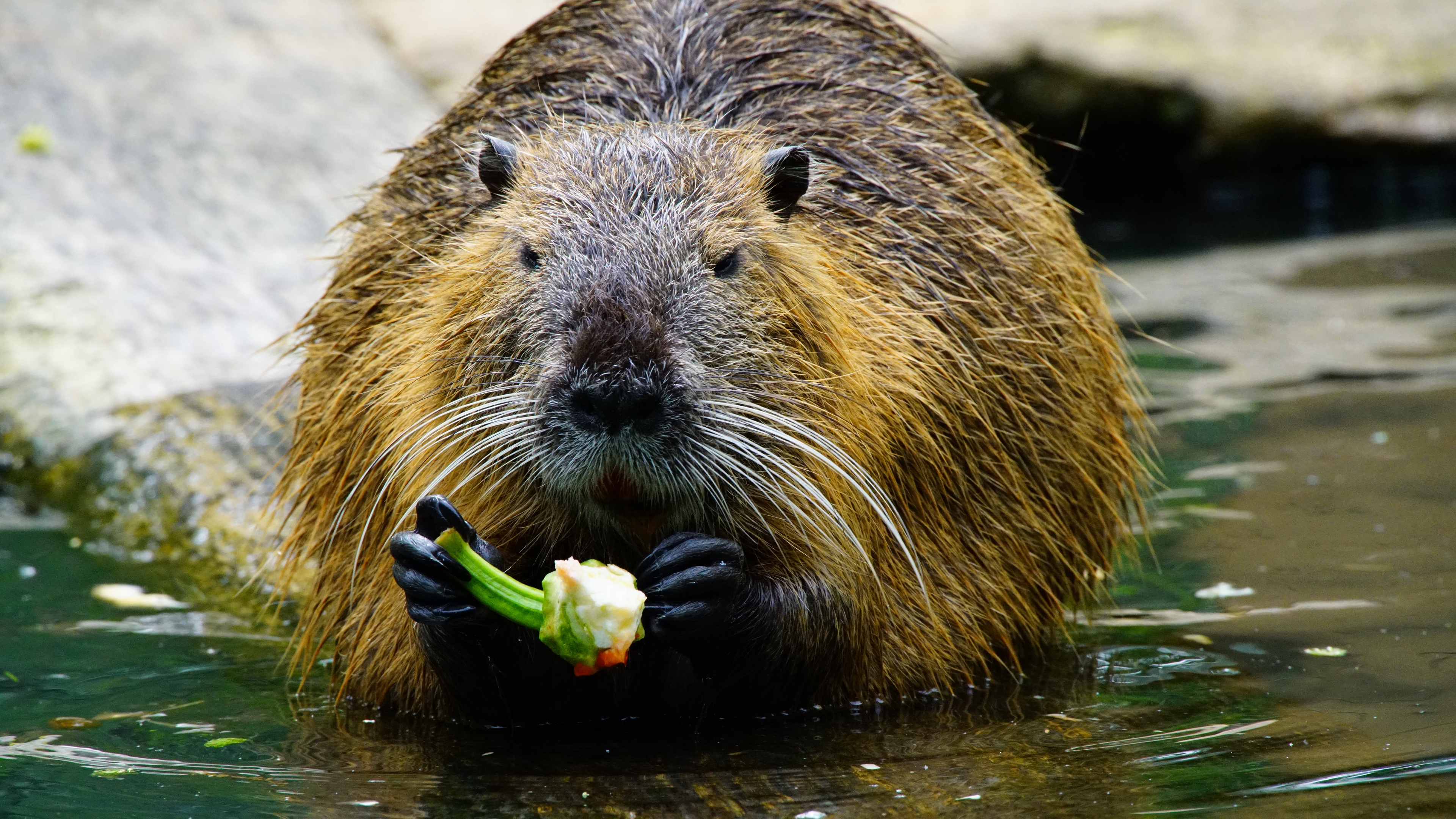 coypu paprika food water 4k 1542242903