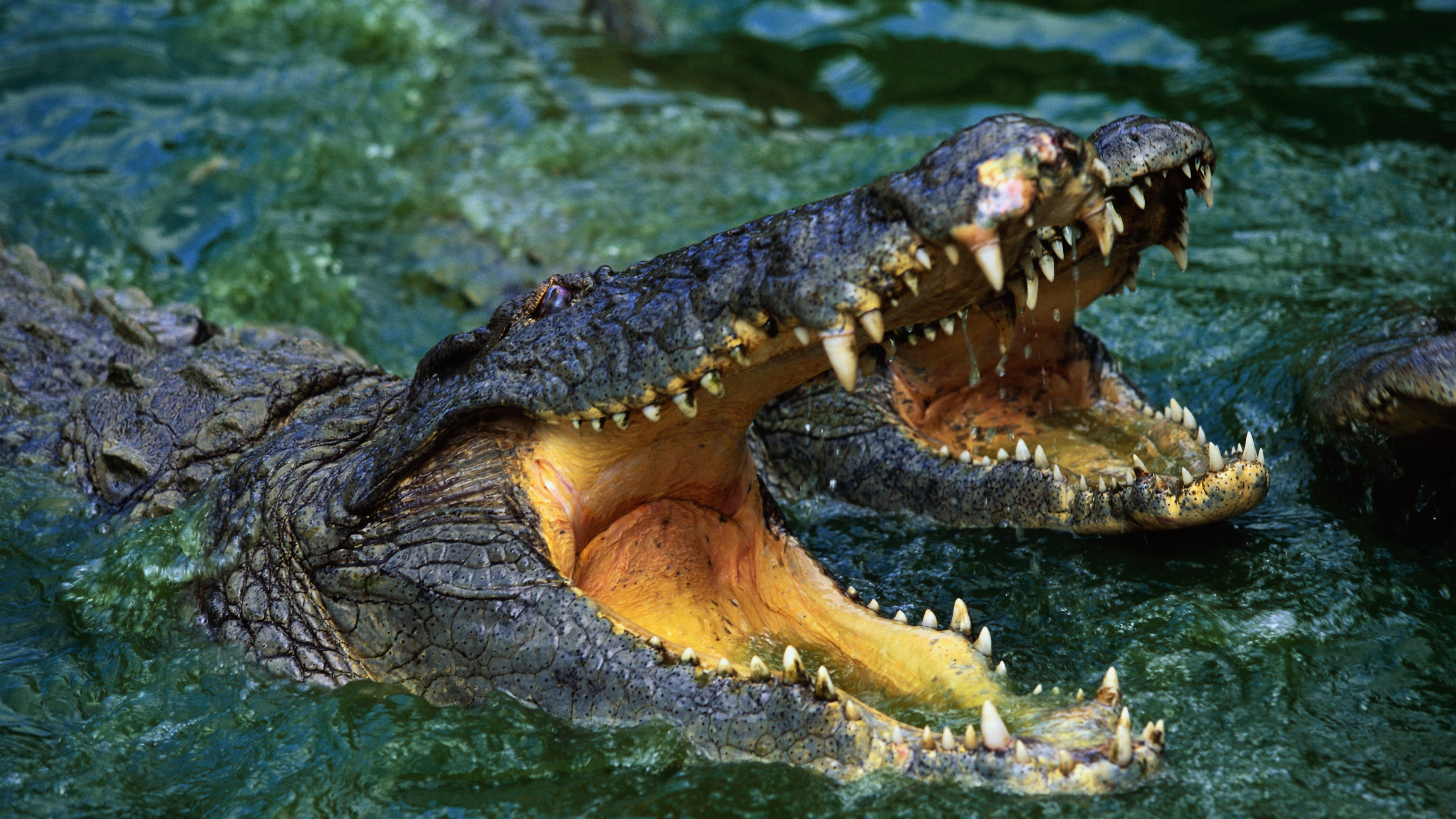 Crocodile 4K wallpapers for your desktop or mobile screen free and easy to  download