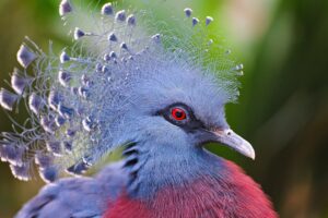 crowned pigeon feathers beautiful head 4k 1542242386