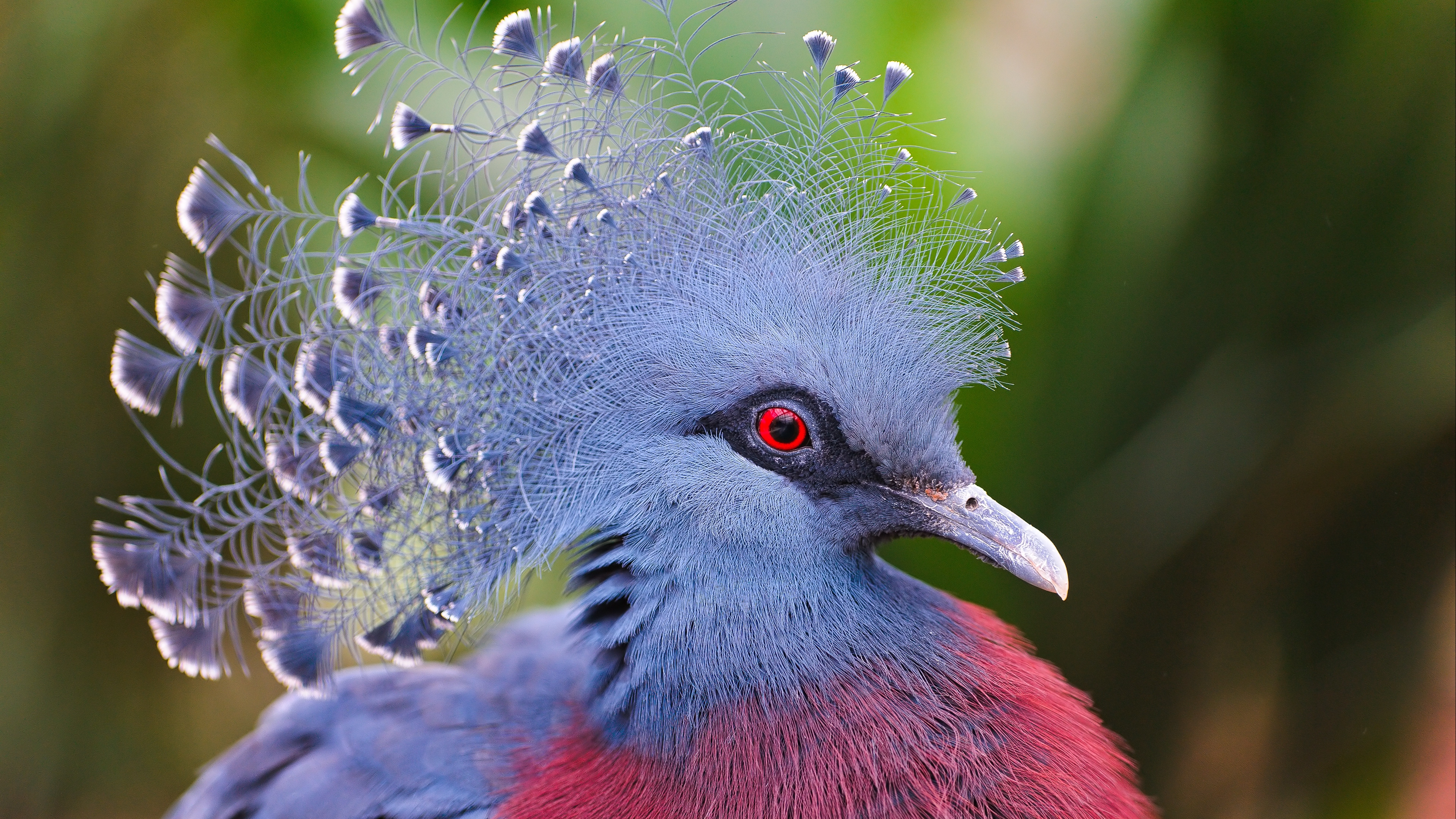 crowned pigeon feathers beautiful head 4k 1542242386