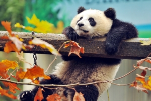 cute panda 4k 1542237734