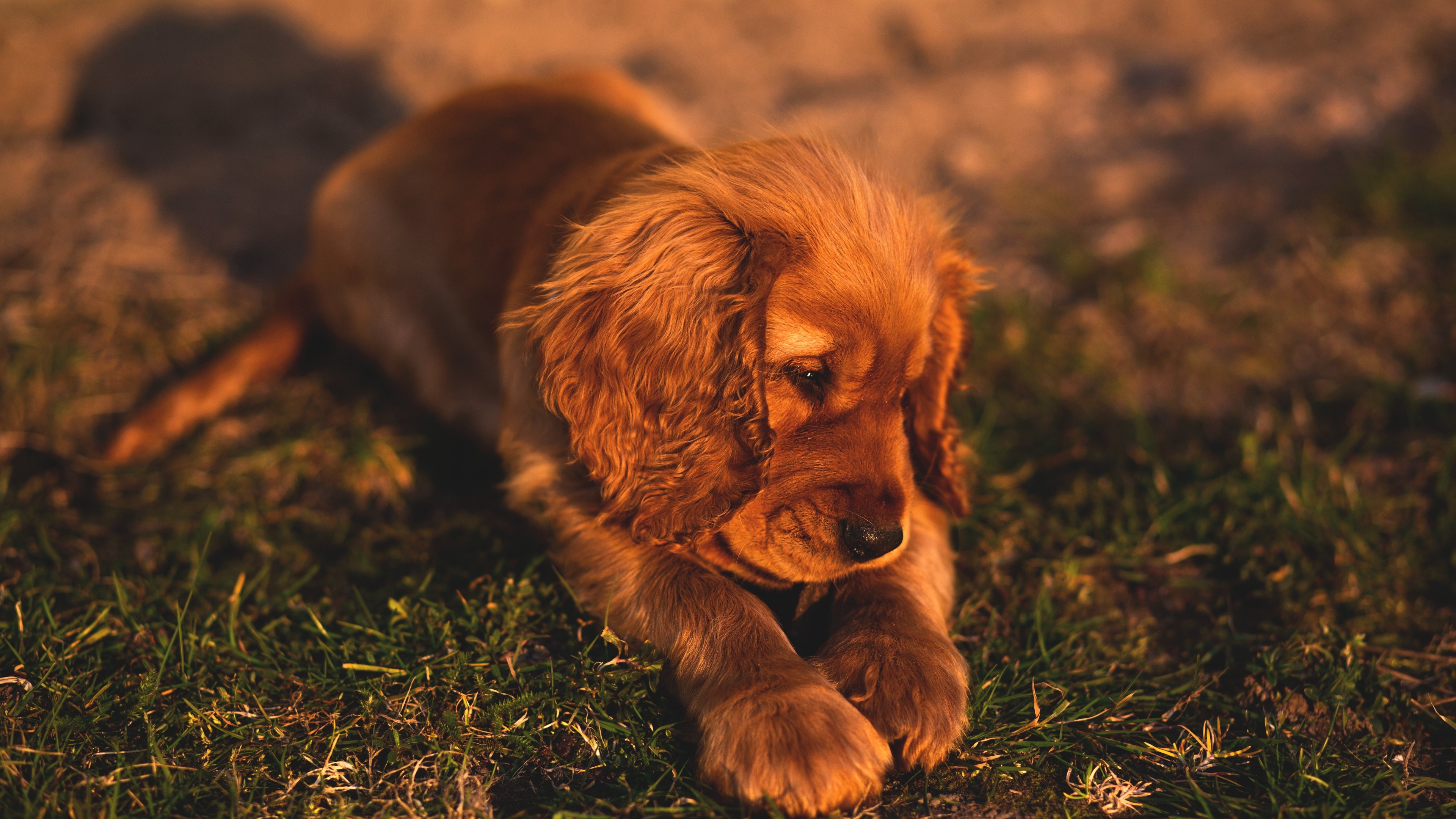 cute small puppy brown hairs 1542239087