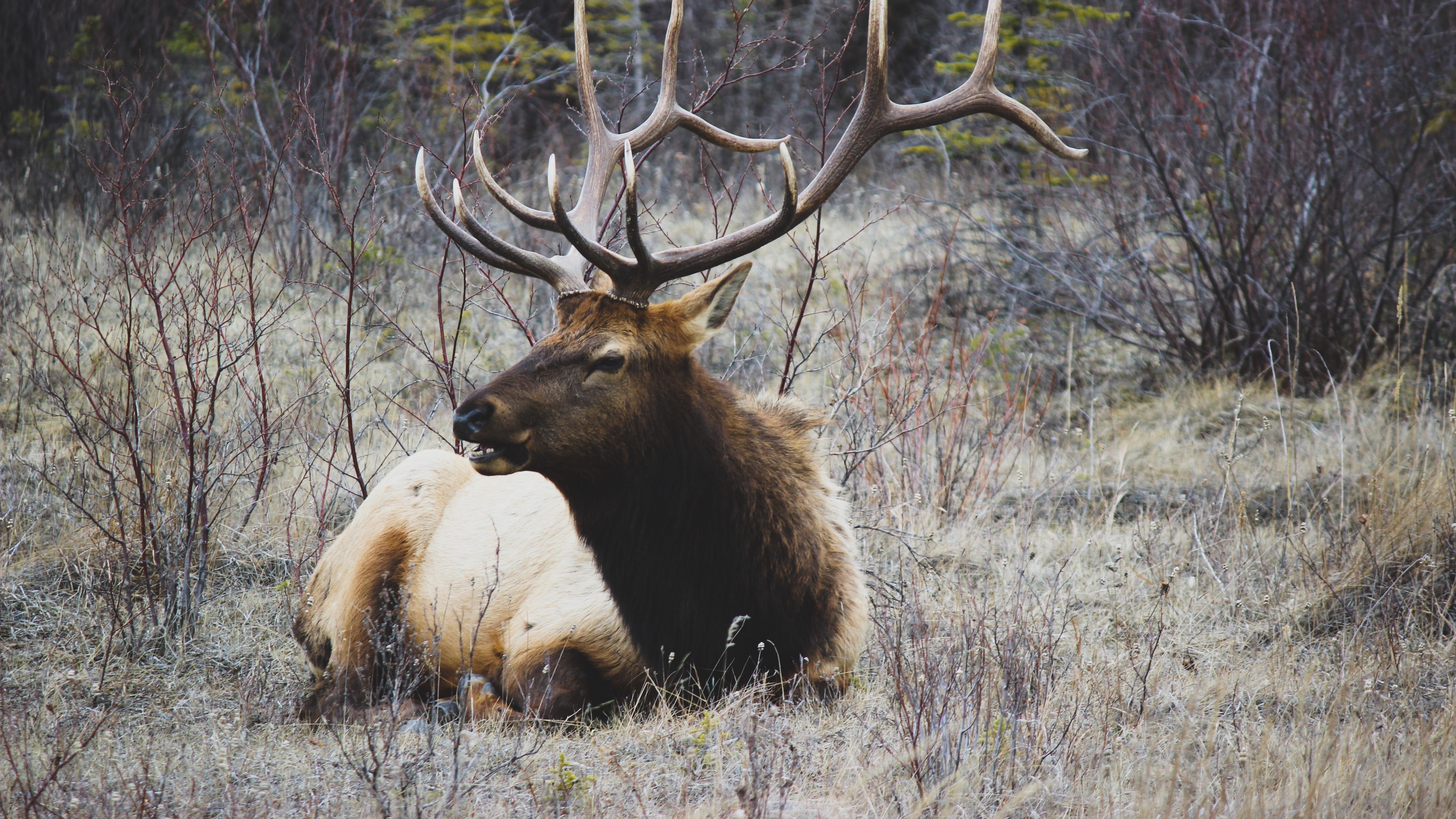 deer horns grass lie 4k 1542242738