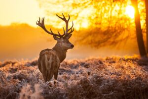 deer in forest 4k 1542237641