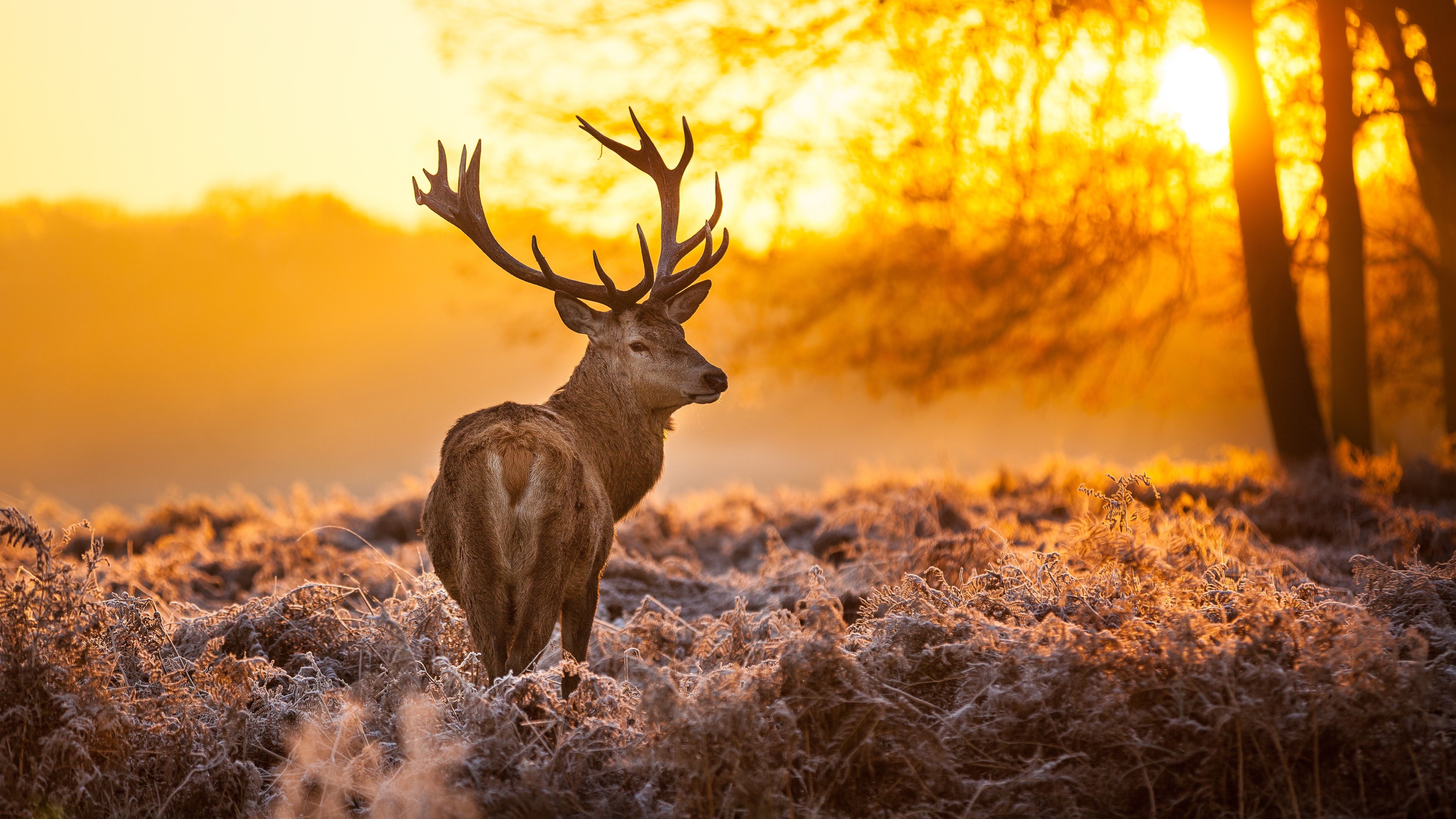 deer in forest 4k 1542237641