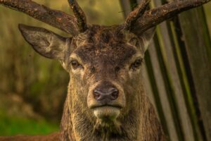 deer snout horns eyes 4k 1542242174