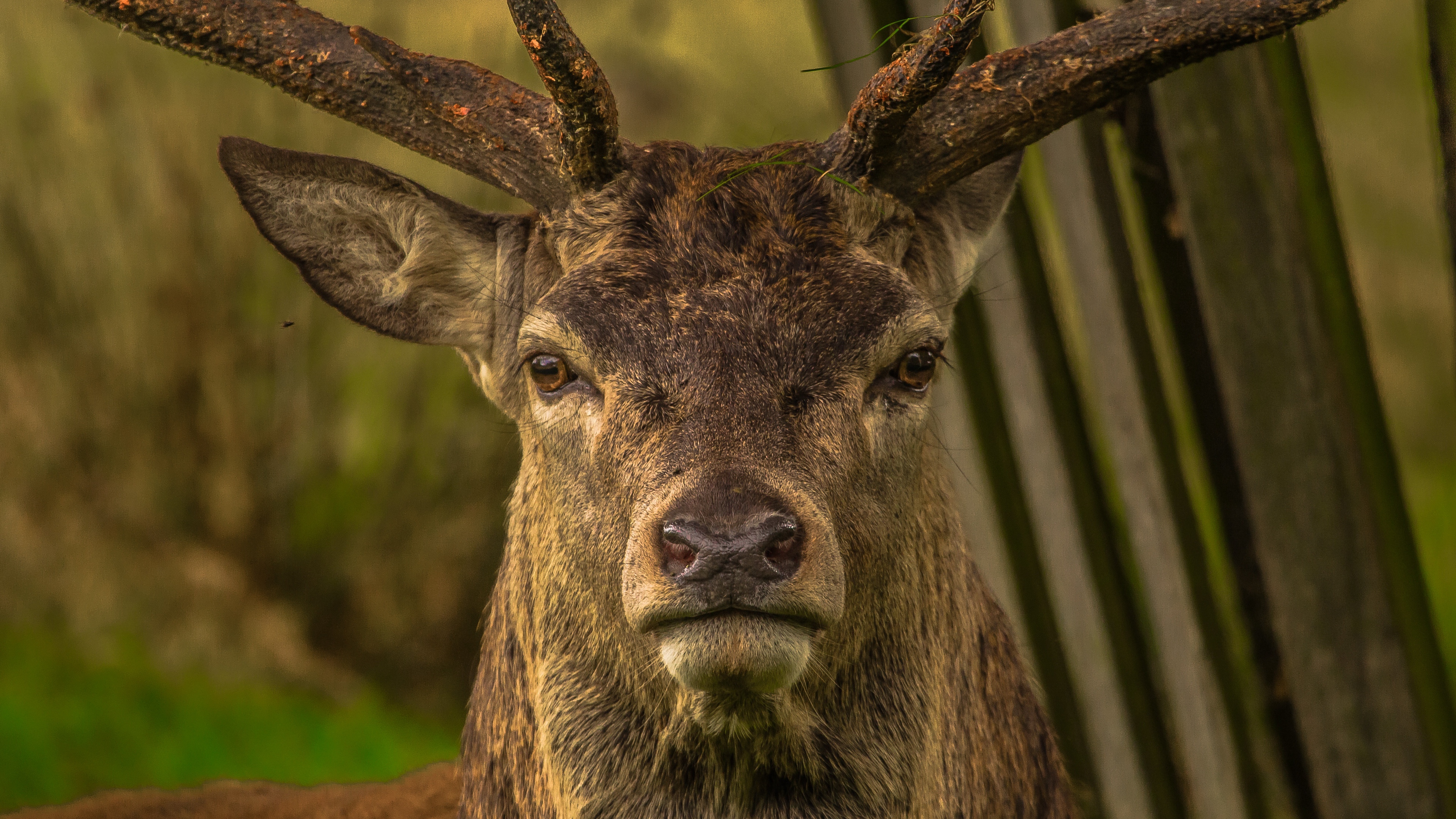 deer snout horns eyes 4k 1542242174