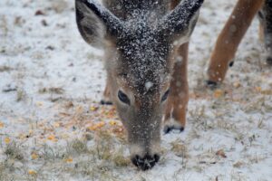 deer snow winter 4k 1542243001