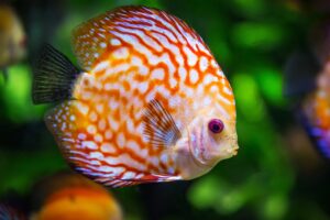 discus fish 4k 1542238395