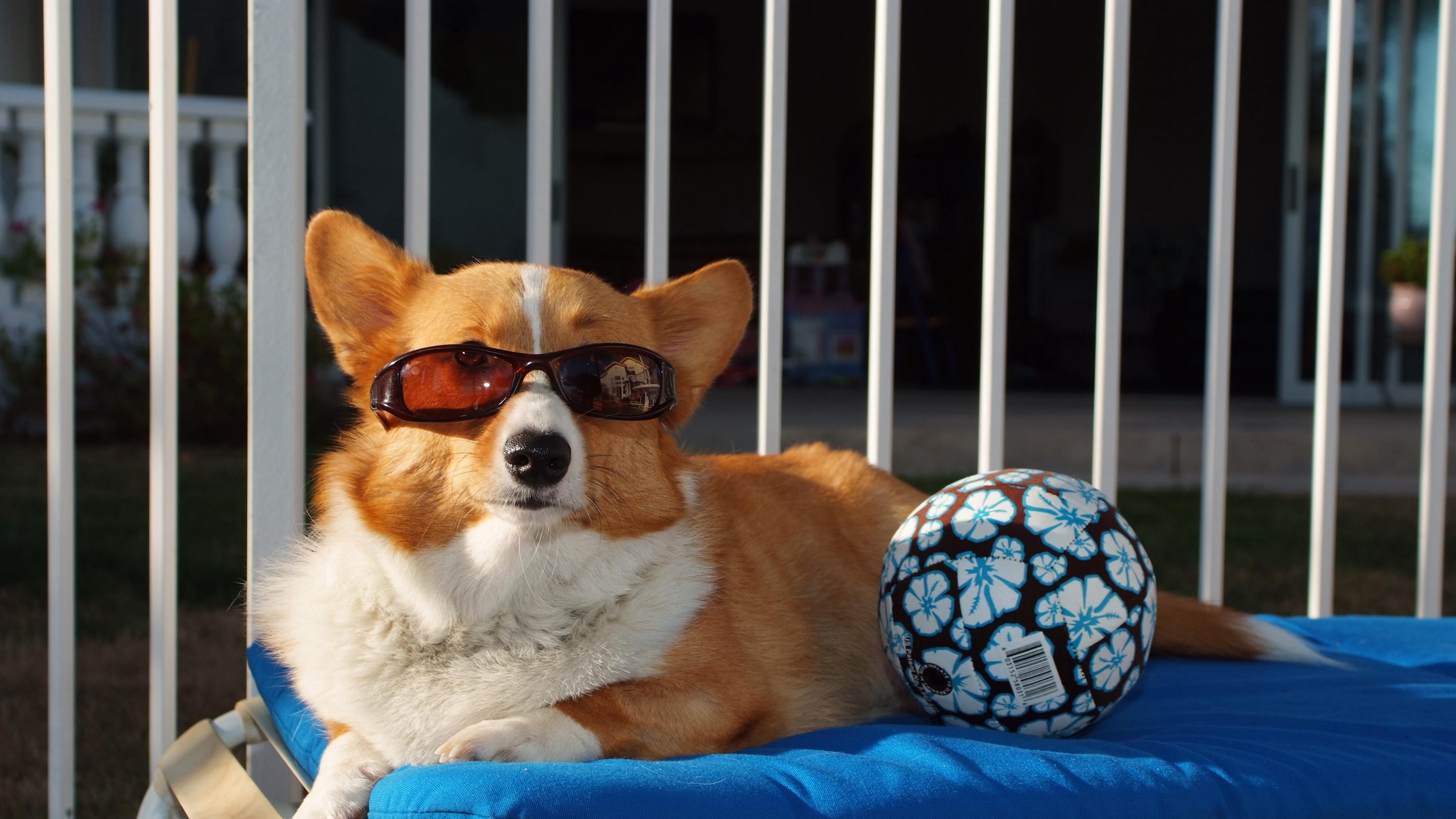 dog ball sunglasses beach lie 4k 1542241742