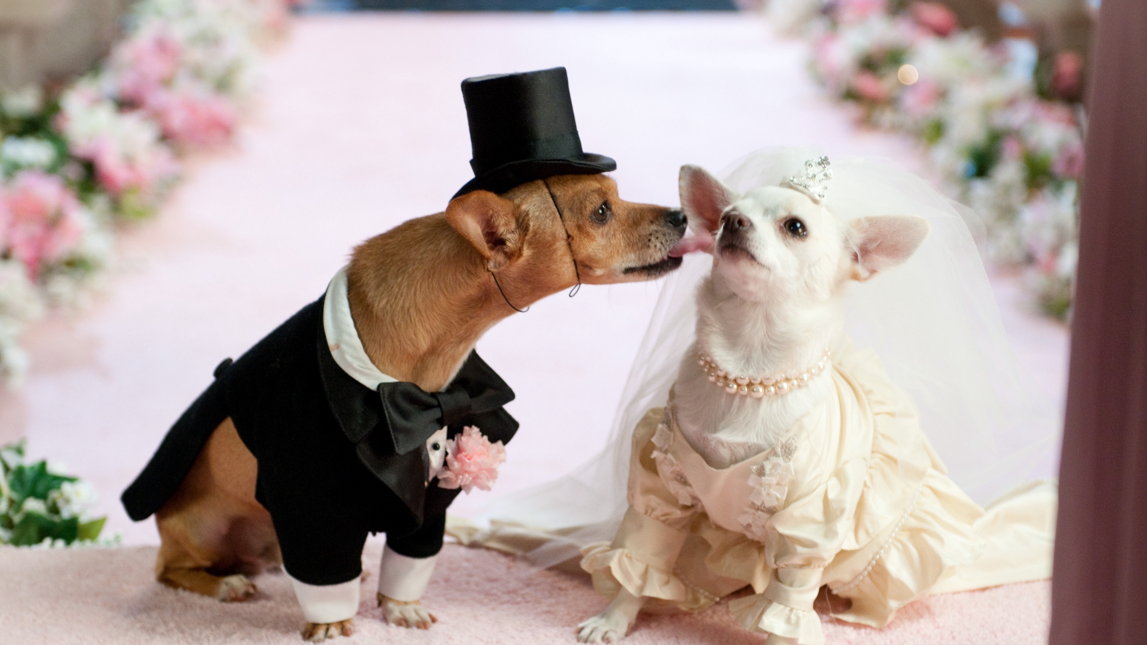 dog couple wedding dress 4k 1542242573