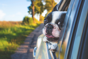 dog looking outside car window 1542238899